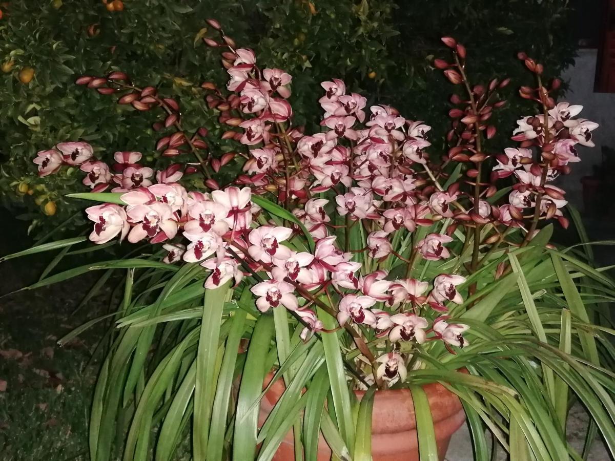 B&B Cilento Paestum Zewnętrze zdjęcie
