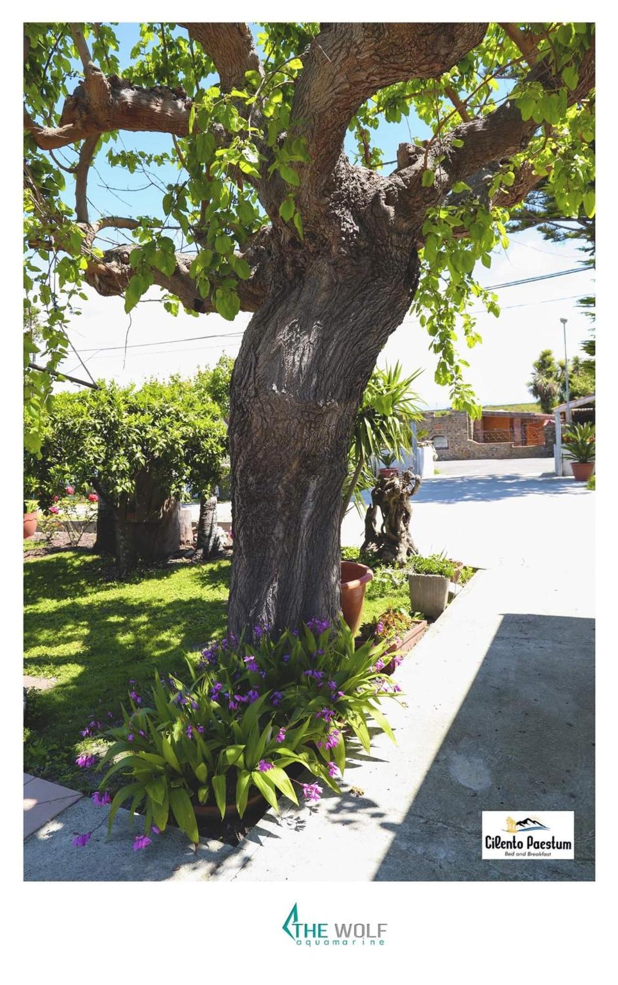 B&B Cilento Paestum Zewnętrze zdjęcie